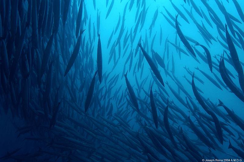 barracudas