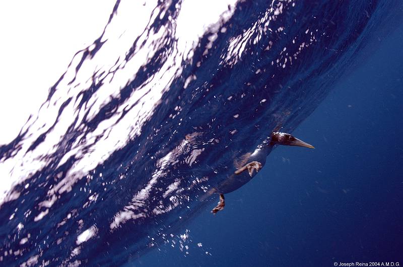 booby2