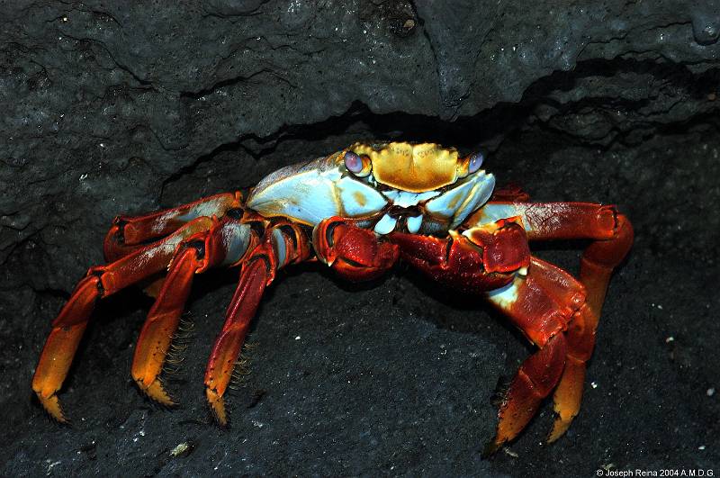 crabfront