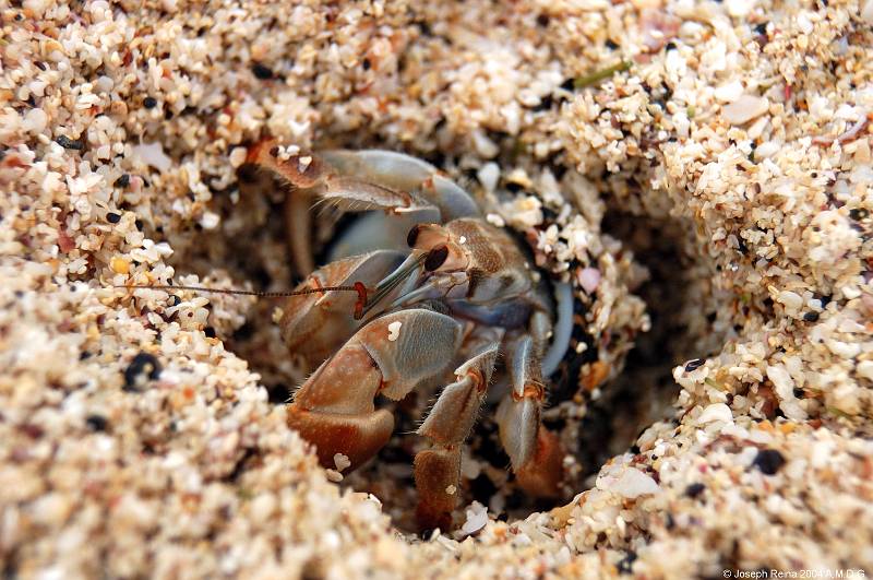 hermitcrab