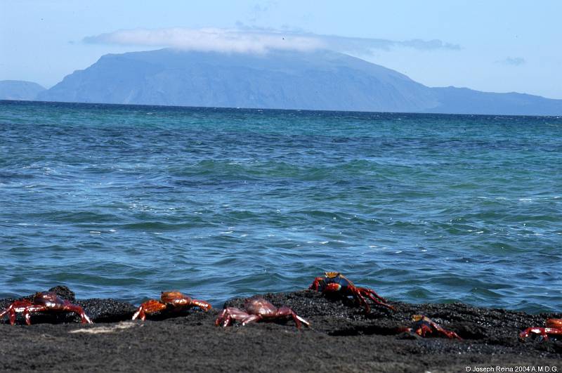 lavacrabsisland