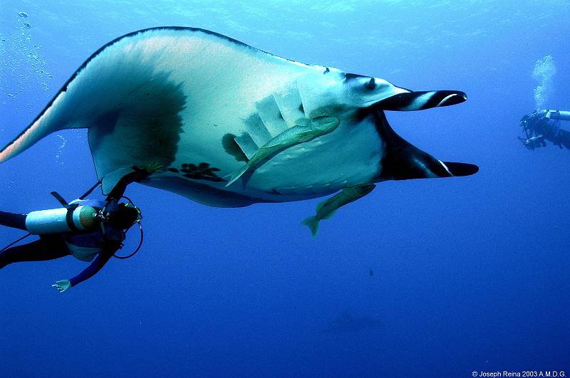 manta&diver