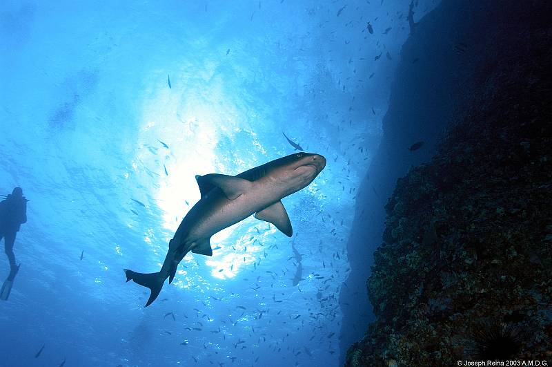 whitetip