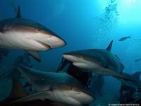 3sharks