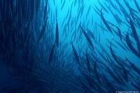 barracudas