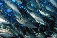 bigeyescocos