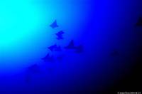 eaglerays