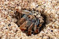 hermitcrab
