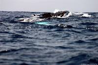 humpbackhead