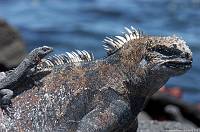 iguana&lavalizard