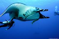 manta&diver