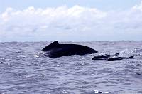 swimmingwhale