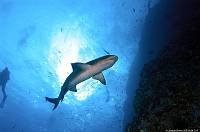 whitetip